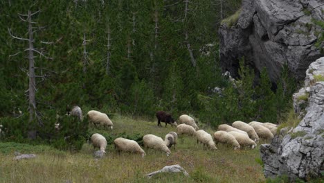Flock-of-sheep-grazing-on-fresh-grass-of-meadow-near-big-cliffs-and-forest-trees-in-Alps