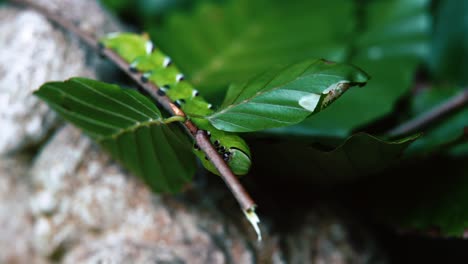 Slow-motion-clip-of-a-Privet-hawk-moth-caterpillar-upside-down-on-a-thin-broken-tree-branch