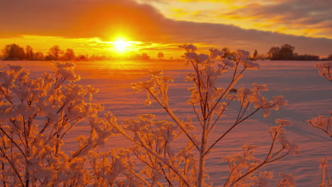 Timelapse-of-cloudy-sunset-over-snowy-field-with-plants-in-foreground