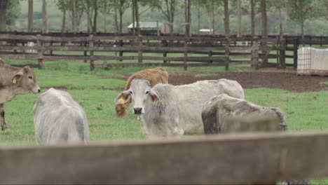 Slow-Motion-Rotating-Shot-Of-A-Group-Of-Young-Calves