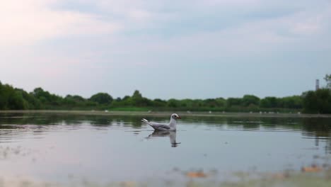 Sea-gull-treading-around-the-lake