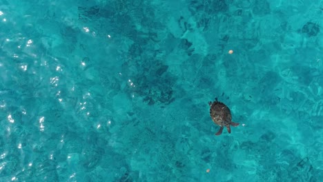 Turle-Nadando-Bajo-El-Agua-Vista-De-Drones-Buscando-Comida-En-Agua-Clara-Del-Océano