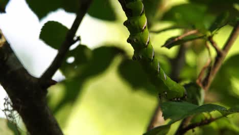 Slow-motion-clip-of-a-Privet-hawk-moth-caterpillar-hanging-upside-down-in-an-attempt-to-crawl-onto-a-new-leaf