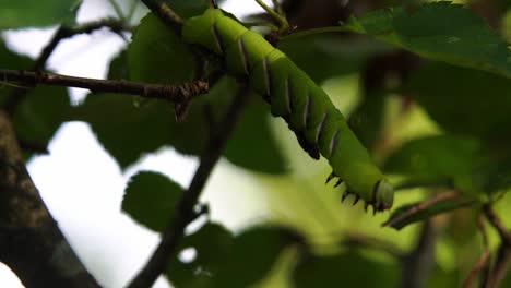 Slow-motion-clip-of-a-Privet-hawk-moth-caterpillar-hanging-upside-down-looking-for-a-new-leaf