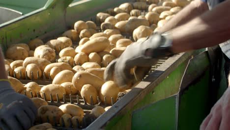 Gente-Clasificando-Las-Patatas-Cosechadas-En-Una-Cinta-Transportadora