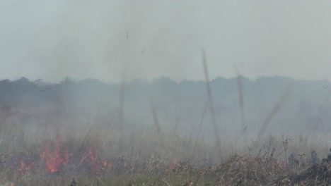 Rauch-Und-Flamme-Lauffeuer-Im-Unterholz-Des-Amazonas-Regenwaldes