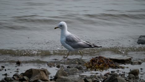 A-seagull-walks-in-water-on-a-rocky-shore-as-small-waves-pass-behind
