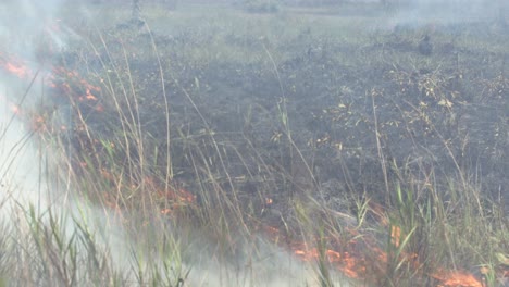 Lauffeuerflammen-Verschlingen-Trockenes-Gras-Während-Einer-Dürrezeit-Im-Amazonas-Regenwald,-Die-Durch-Entwaldung-Verursacht-Wird