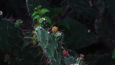 Close-Up-Of-Prickly-Pear-Cactus-Plants-With-Fruits-Growing-In-Vietnam