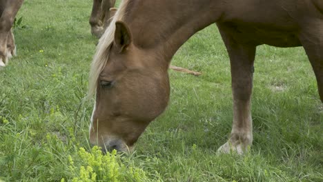 Brown,-Nice-Horse-Calmly-Eating-Grass-Head-Closeup