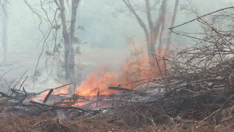 Wildfire-Flammen,-Die-Das-Unterholz-Im-Amazonas-Regenwald-Verbrennen