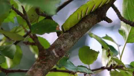 Slow-motion-clip-of-a-Privet-hawk-moth-caterpillar-slowly-crawling-along-the-branch-of-a-tree