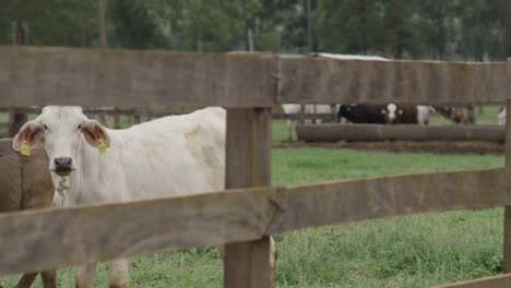 Slow-Motion-Shot-Of-A-Couple-Of-Young-Cows-Staring-Through-A-Fence