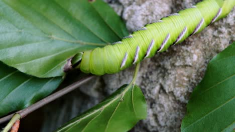 Privet-hawk-moth-caterpillar-crawling-slowly-along-a-thin-tree-branch
