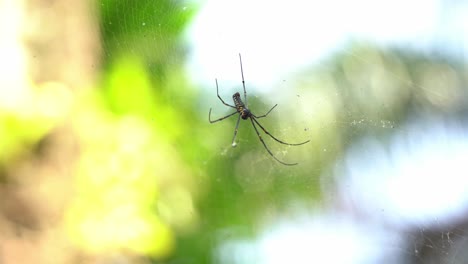Northern-golden-orb-weaver,-nephila-pilipes-seven-legs-spider-spotted-hanging-on-cobweb-against-blurred-bokeh-background-on-a-breezy-sunny-day,-close-up-selective-focus-shot