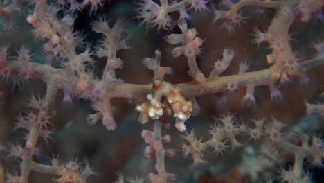 Pygmy-seahorse-Denise-close-up-in-red-gorgonian-sea-fan