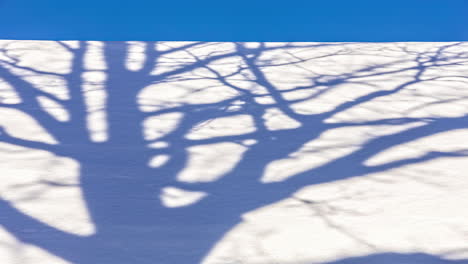 Time-lapse-shot-moving-leafless-branches-of-tree-in-snowy-winter-field-in-sunlight