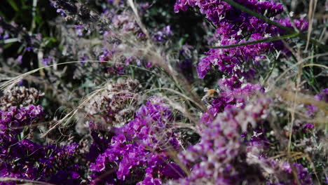 Bumblebee-landing-on-purple-wild-flowers-in-the-summer