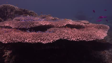 Drifting-over-big-table-corals-on-tropical-coral-reef