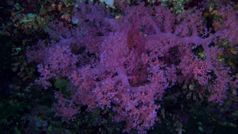 A-La-Deriva-Alrededor-De-Coral-Blando-Púrpura-En-El-Arrecife-De-Coral-Tropical