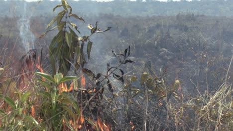 Wind-fuels-the-wildfires-destroying-the-Amazon-rainforest
