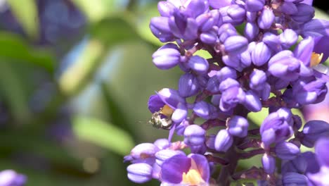 Blue-ginger-plant-flowers-with-pollinators