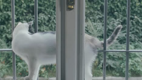 Eine-Weiß-grau-braune-Katze-Steht-Draußen-Auf-Der-Fensterbank-Und-Schaut-Verängstigt-Ins-Haus,-Er-Bleibt-Stehen-Und-Bewegt-Dann-Seinen-Schwanz-Und-Reibt-Sich-An-Den-Fensterrahmen