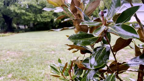 Kleiner-Edelstein-Magnolienbaum-Im-Regen