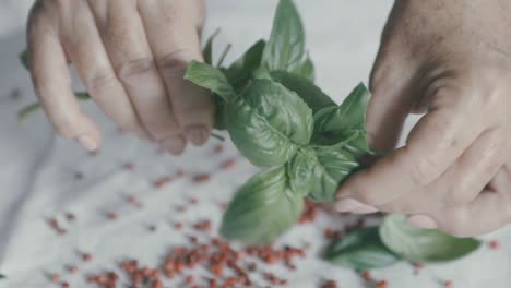 Doing-love-me-does-not-love-me-with-a-sprig-of-basil-leaves:-a-hand-plucks-leaves-from-a-sprig-of-basil,-in-the-background-red-pepper-and-a-white-tablecloth