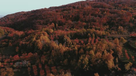 Aerial-view-of-forest-in-autumn-colors-over-a-mountain