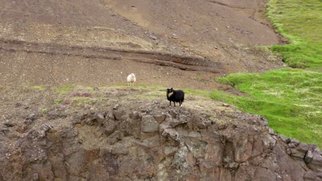 Ein-Schwarz-weißes-Schaf-Auf-Einem-Hügel-In-Island