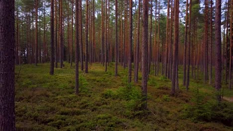 Wild-pine-forest-with-green-moss-and-heather-under-the-trees,-slow-aerial-shot-moving-low-between-trees,-sunny-autumn-day,-sunrays-and-shadows,-wide-angle-drone-shot-moving-backward