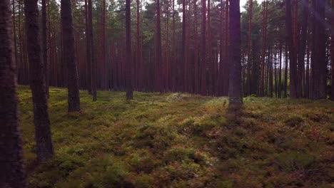Wild-pine-forest-with-green-moss-and-heather-under-the-trees,-slow-aerial-shot-moving-low-between-trees,-sunny-autumn-day,-sunrays-and-shadows,-wide-angle-drone-dolly-shot-moving-left