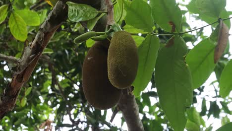 Jackfruit-Joven-Cuelga-De-Un-árbol-De-Jackfruit-En-El-Jardín