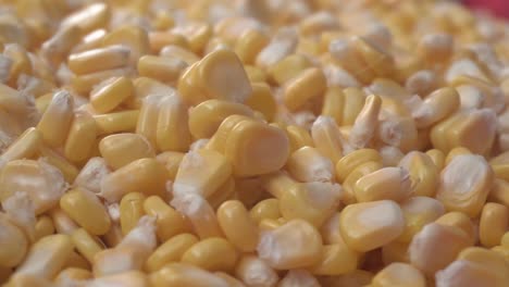 Maize-or-corn-has-become-a-staple-food-in-many-parts-of-the-world