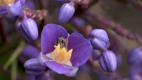 Blaue-Ingwerblume,-Die-Von-Einer-Stachellosen-Biene-Bestäubt-Wird