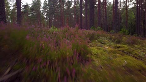 Wild-pine-forest-with-green-moss-and-heather-under-the-trees,-slow-aerial-shot-moving-low-between-trees,-sunny-autumn-day,-sunrays-and-shadows,-wide-angle-drone-shot-moving-forward-low