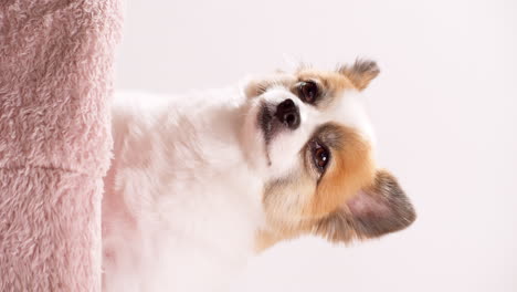 Vertical-Close-up-video-of-a-happy-mini-puppy-relaxing-on-a-pink-rug-with-a-pink-wall-in-the-background