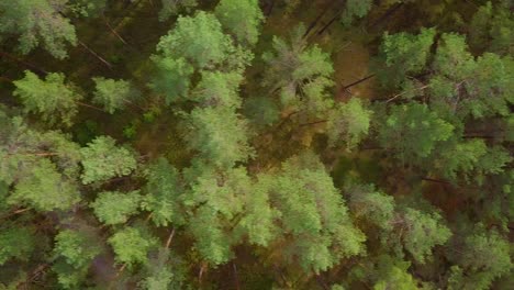 Wild-pine-forest-with-green-moss-and-heather-under-the-trees,-slow-aerial-birdseye-shot-moving-over-the-tree-tops,-sunny-autumn-day,-wide-angle-drone-dolly-shot-moving-left