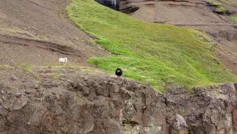 Zwei-Schafe-Vor-Einem-Wasserfall-In-Island