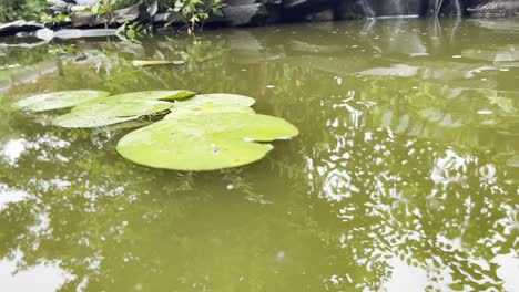 Lily-pad-in-small-back-yard-pond