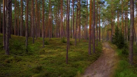 Wild-pine-forest-with-green-moss-and-heather-under-the-trees,-slow-aerial-shot-moving-low-between-trees,-forest-road,-sunny-autumn-day,-sunrays-and-shadows,-wide-angle-drone-shot-moving-forward