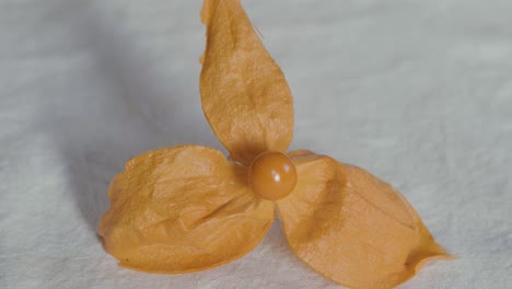A-Chinese-lantern-is-opened-revealing-the-fruit-and-placed-on-a-white-tablecloth,-flower-and-fruit