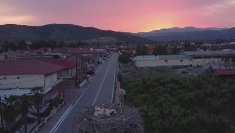Storch-Mit-Babys-Und-Sonnenuntergang-über-Dem-Berg-Vorras-In-Griechenland