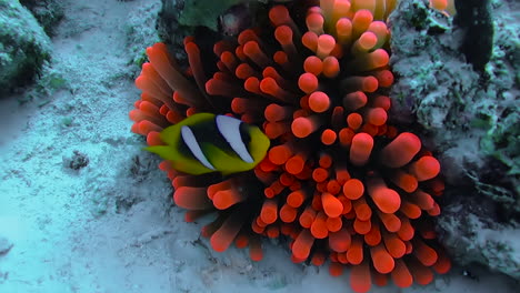 A-clownfish-and-its-symbiotic-relationship-with-a-sea-red-anemone---natural-ocean-habitat