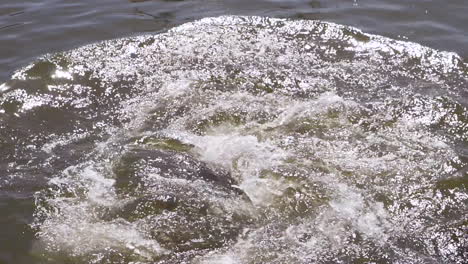 Drei-Seelöwen-Ins-Wasser,-Zwei-Davon-Schwimmen-Davon,-Punta-Del-Este,-Uruguay
