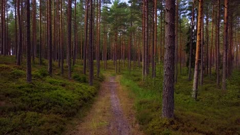 Wild-pine-forest-with-green-moss-and-heather-under-the-trees,-slow-aerial-shot-moving-low-between-trees,-natural-forest-road,-sunny-autumn-day,-sunrays-and-shadows,-wide-angle-shot-moving-backward