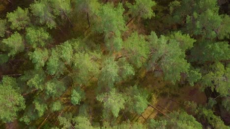 Wild-pine-forest-with-green-moss-and-heather-under-the-trees,-slow-aerial-birdseye-shot-moving-over-the-tree-tops,-sunny-autumn-day,-wide-angle-drone-shot-moving-forward