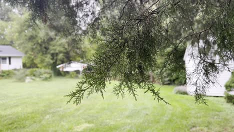 Pine-tree-in-Rain-storm-in-back-yard-of-new-home