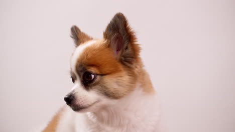 Chihuahua-Reinrassige-Hundedetails-Auf-Neutralem-Hintergrund-Mit-Kopierraum
